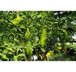 Citrus sp. ´Faustrime´ / Citrus australský, 30 cm, C2