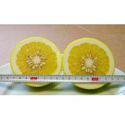 Citrus paradisi ´Duncan´ / Grapefruit, 25-40 cm, C2