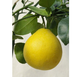 Citrus paradisi ´Red Blush´ / Grapefruit, 25-40 cm, C2