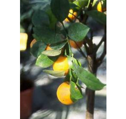 Citrus sinensis ´Washington´ / Pomerančovník roubovaný, 30 cm, C2