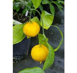 Citrus unshiu ´Skorospělyj / Mandarinka, 25-40 cm, C2