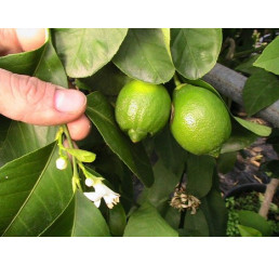 Citrus limetta ´Sweet´ / Limetka, 30 cm, C2
