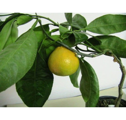 Citrus reticulata ´Marisol´ / Mandarinkovník roubovaný, 30 cm, C2