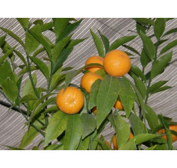 Citrus reticulata ´Honey´ / Mandarinkovník roubovaný, 30 cm, C2