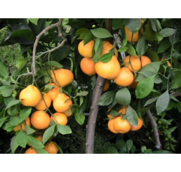 Citrus reticulata ´Carvalhais´ / Mandarinkovník roubovaný, 30 cm, C2