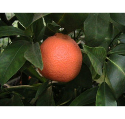 Citrus reticulata ´Nova´ / Mandarinkovník roubovaný, 30 cm, C2
