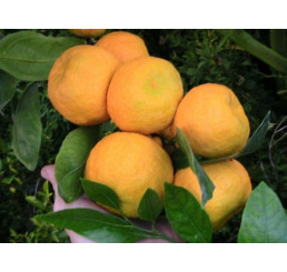Citrus reticulata ´Primosole´ / Mandarinkovník roubovaný, 30 cm, C2