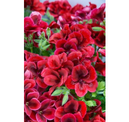Pelargonium grandiflorum Clarion®Bright Red´ / Muškát velkokvětý, bal. 6 ks sadbovačů