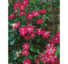 Clematis ´Ernest Markham´ / Plamének růžově červený, mladá r., K9