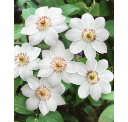 Clematis ´Miss Bateman´ / Plamének bílý, C2