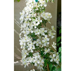 Clematis montana ´Grandiflora´ / Plamének, K9