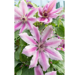 Clematis ´Nelly Moser´ / Plamének růžový, mladá r., K9