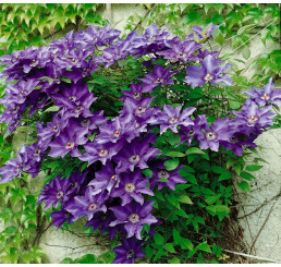 Clematis ´The President´ / Plamének fialový, mladá r., K9