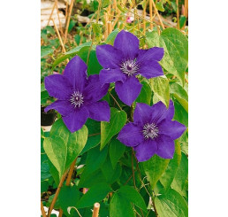Clematis ´Baltyk´/ Plamének, 80 cm, C2