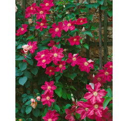 Clematis ´Ernest Markham´ / Plamének růžově červený, 80 cm vyv., C2