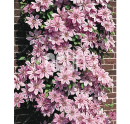 Clematis ´Nelly Moser´ / Plamének růžový, 40 cm vyv., C2