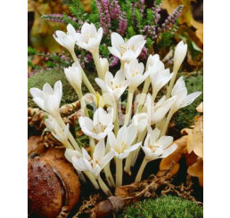Colchicum ´Autumnale Album´ / Ocún bílý, 13/+