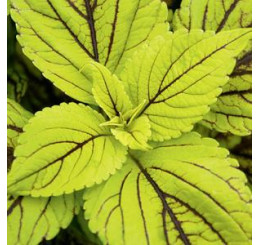 Coleus Caipirinha  / Koleus / Okrasná kopřiva, K7