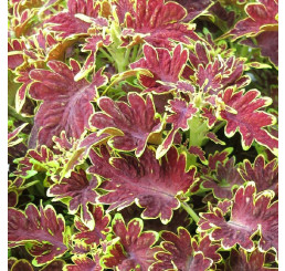 Coleus Copinto® ´Cuba Libre´ / Koleus / Okrasná kopřiva, bal. 6 ks sadbovačů