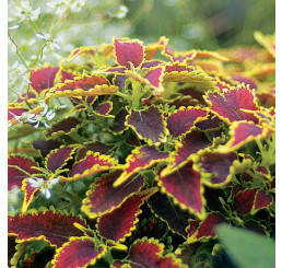 Coleus Copinto® ´Daiquiri´ / Koleus / Okrasná kopřiva, bal. 6 ks sadbovačů