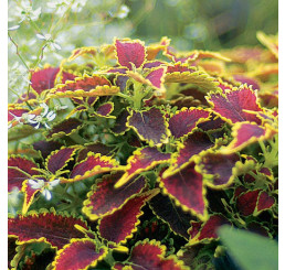 Coleus Copinto® ´Daiquiri´ / Koleus / Okrasná kopřiva, bal. 3 ks, 3xK7