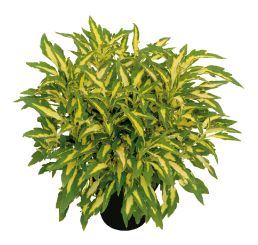 Coleus Copinto® ´Mojito´ / Koleus / Okrasná kopřiva, bal. 6 ks, 6x K7
