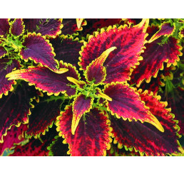Coleus Skyfire  / Koleus / Okrasná kopřiva, bal. 3 ks, 3x K7