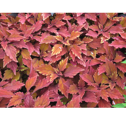 Coleus Spitfire  / Koleus / Okrasná kopřiva, bal. 3 ks, 3x K7