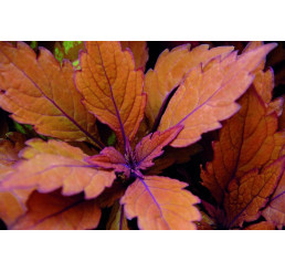 Coleus Spitfire  / Koleus / Okrasná kopřiva, bal. 6 ks, 6x K7