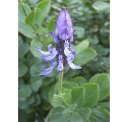 Coleus canina hybr. ´Verpiss Dich Grun´ / Koleus ´Kočka pryč´, bal. 6 ks sadbovač.