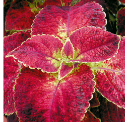 Coleus Copinto ´Bloody Mary´   / Koleus / Okrasná kopřiva, bal. 3 ks, 3x K7