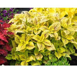 Coleus Nevada / Koleus / Okrasná kopřiva, bal. 3 ks, 3x K7