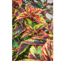 Coleus x blumei CockTail ´Combat´ / Koleus / Okrasná kopřiva, bal. 6 ks sadbovačů