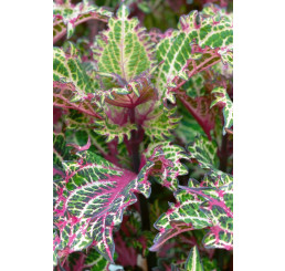 Coleus x blumei CockTail ´Peter ´s Wonder´ / Koleus / Okrasná kopřiva, bal. 6 ks sadbovačů