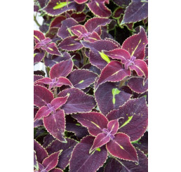 Coleus ´Copa Saturan´/ Koleus / Okrasná kopřiva, bal. 3 ks, 3x K7