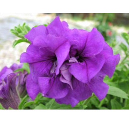 Petunia Tumbelina® ´Sophia Doble Blue´ / Petunie plnokvětá, K7