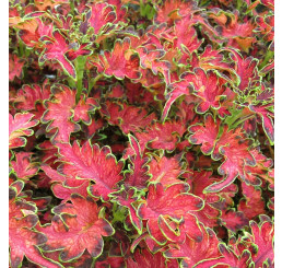 Coleus x blumei ´Copinto® Planters Punch´ / Koleus / Okrasná kopřiva, K7