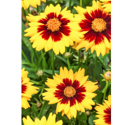 Coreopsis grandiflora ´Solena® Red & Gold/ Krásnoočko velkokvěté , K9
