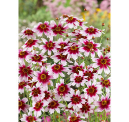 Coreopsis verticillata ´Sunstar Rose´/ Krásnoočko, K9