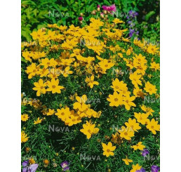 Coreopsis verticillata ´Zagreb´ / Krásnoočko přeslenité, K9