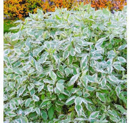 Cornus alba ´Elegantissima´ / Svída bílá / Dřín, 50-80 cm, C3