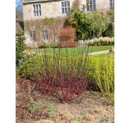 Cornus alba ´Kesselringii´ / Svída bílá / Dřín, 100-125 cm, C12