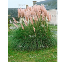 Cortaderia sell. 'Pink Feather' / Kortadérie / Pampas dvoudomý růžový, K11
