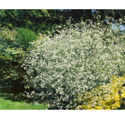 Crambe cordifolia / Katrán srdčitý, C1