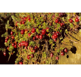 Vaccinium macrocarpon / Klikva, K9