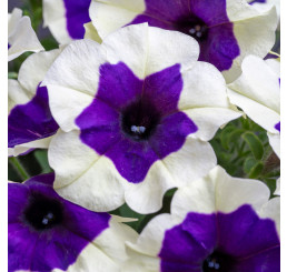 Petunia WFL® Crazytunia® Inkblot / Petunie, bal. 6 ks sadbovačů