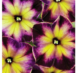 Petunia Crazytunia® ´Moonstruck´ / Petunie, K7