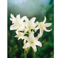 Crinum powellii ´Alba´ / Křín bílý, 20/24