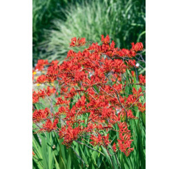 Crocosmia large-fl. ´Lucifer´ / Montbrécie, bal. 10 ks, 10/+
