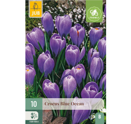 Crocus ´Blue Ocean´ / Velkokvětý krokus, bal. 10 ks, 8/9